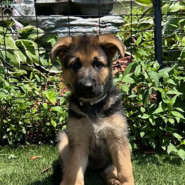 Tweety Bird, German Shepherd Puppy